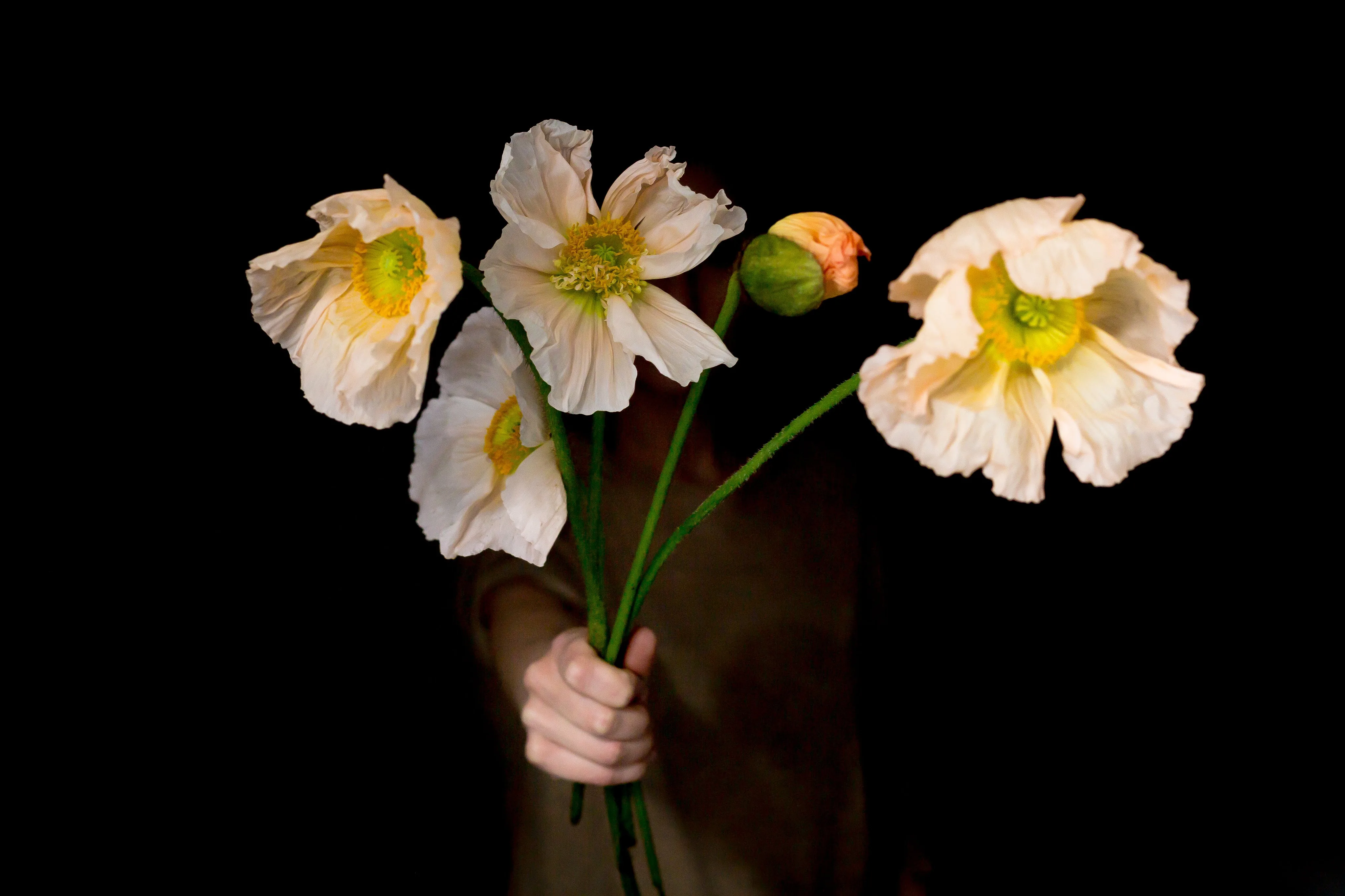 Cream Iceland poppies — moody editorial arrangement against black studio ground