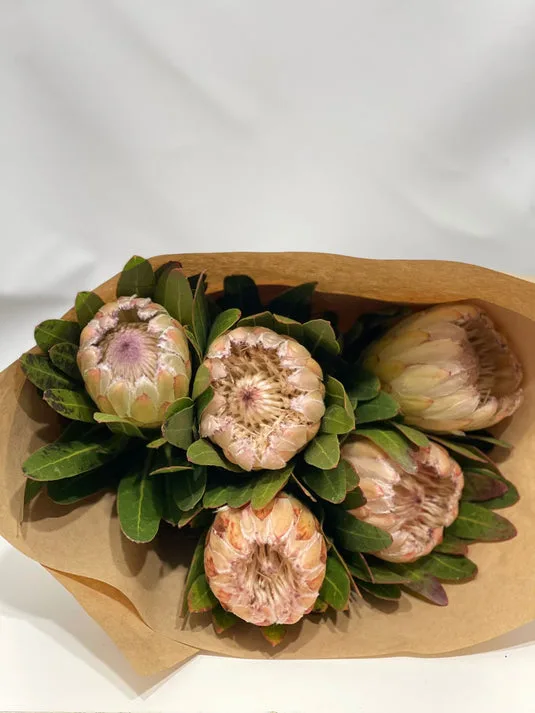 Dusty-pink native protea bouquet in kraft paper