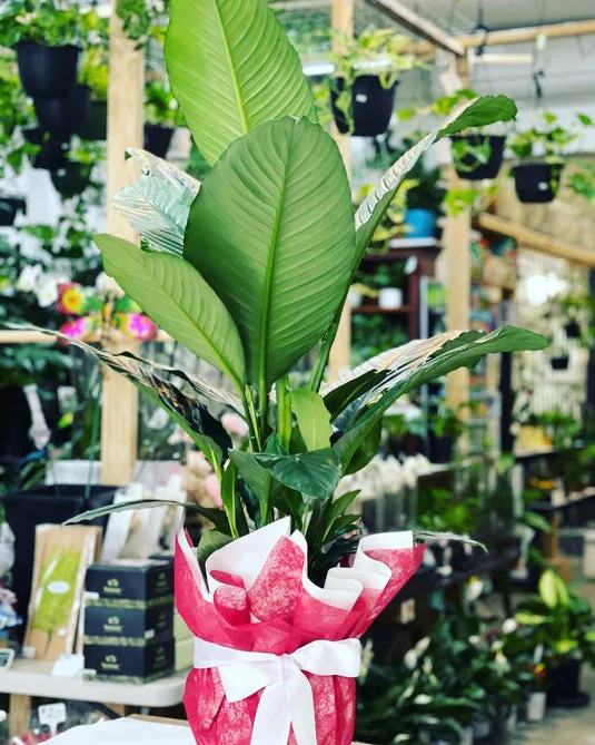 Interior of Flora Plant on Chapel — hanging pots, timber shelving, and dense greenery on display in the shop