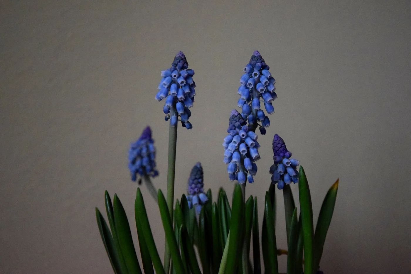 Blue muscari grape hyacinth potted plant against a soft grey wall